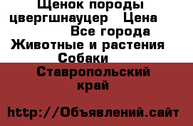 Щенок породы  цвергшнауцер › Цена ­ 30 000 - Все города Животные и растения » Собаки   . Ставропольский край